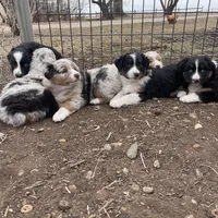 Wilbur, a male Australian Shepherd for sale in Dumas, TX – Photo 7 of 10