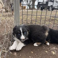 Wilbur, a male Australian Shepherd for sale in Dumas, TX – Photo 5 of 10