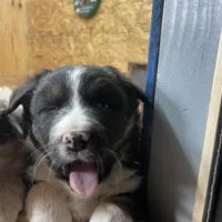 Wilbur, a male Australian Shepherd for sale in Dumas, TX – Photo 3 of 10