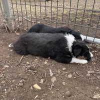 Wilbur, a male Australian Shepherd for sale in Dumas, TX – Photo 9 of 10