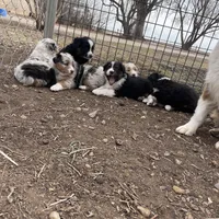 Wilbur, a male Australian Shepherd for sale in Dumas, TX – Photo 10 of 10