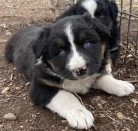 Wilbur, a male Australian Shepherd for sale in Dumas, TX – Photo 1 of 10