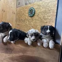 Wilbur, a male Australian Shepherd for sale in Dumas, TX – Photo 4 of 10