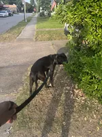 Bagheera, a female Perro de Presa Canario for sale in Norfolk, VA – 4 of 5
