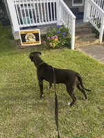 Bagheera, a female Perro de Presa Canario for sale in Norfolk, VA – 3 of 5