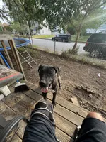 Bagheera, a female Perro de Presa Canario for sale in Norfolk, VA – 2 of 5