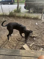 Bagheera, a female Perro de Presa Canario for sale in Norfolk, VA – 5 of 5