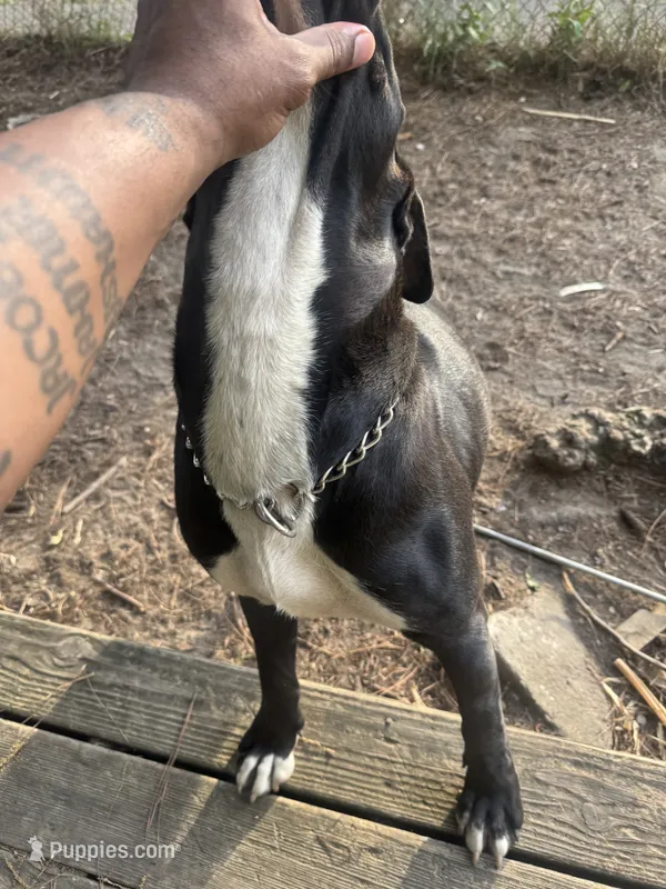 Bagheera – Perro de Presa Canario puppy for sale in Norfolk, VA