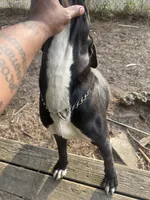 Bagheera, a female Perro de Presa Canario for sale in Norfolk, VA – 1 of 5