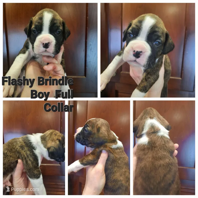  Flashy Black Collar