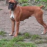 Expecting, a  Boxer for sale in Clifton Park, NY – Photo 5 of 5