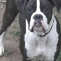 Expecting, a  Boxer for sale in Clifton Park, NY – Photo 1 of 5