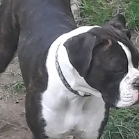 Expecting, a  Boxer for sale in Clifton Park, NY – Photo 2 of 5