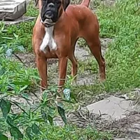Expecting, a  Boxer for sale in Clifton Park, NY – Photo 3 of 5