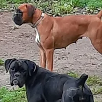 Expecting, a  Boxer for sale in Clifton Park, NY – Photo 4 of 5