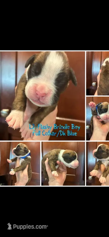 Dark Blue – Boxer puppy for sale in Clifton Park, NY