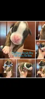 Dark Blue, a male Boxer for sale in Clifton Park, NY – 1 of 1