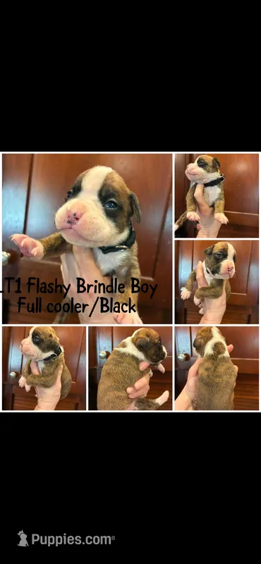 Black – Boxer puppy for sale in Clifton Park, NY