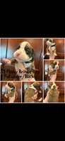 Black, a male Boxer for sale in Clifton Park, NY – 1 of 1