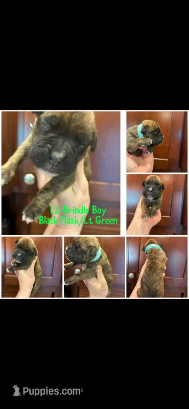 Lite Green – Boxer puppy for sale in Clifton Park, NY