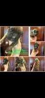 Lite Green, a male Boxer for sale in Clifton Park, NY – 1 of 1