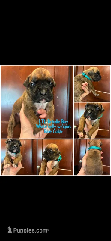 Blue – Boxer puppy for sale in Clifton Park, NY