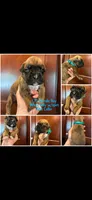 Blue, a male Boxer for sale in Clifton Park, NY – 1 of 1