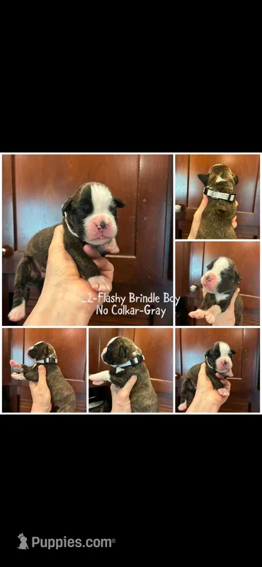 Gray – Boxer puppy for sale in Clifton Park, NY
