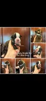 Gray, a male Boxer for sale in Clifton Park, NY – 1 of 1