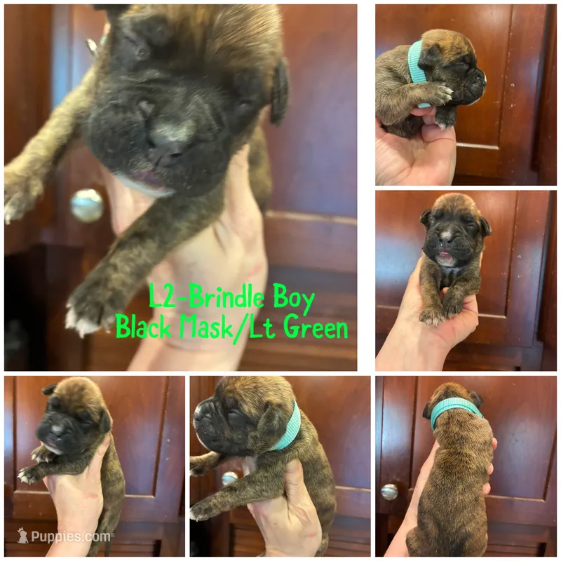 Green, a male Boxer for sale in Clifton Park, NY – 1 of 1