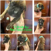 Green, a male Boxer for sale in Clifton Park, NY – 1 of 1