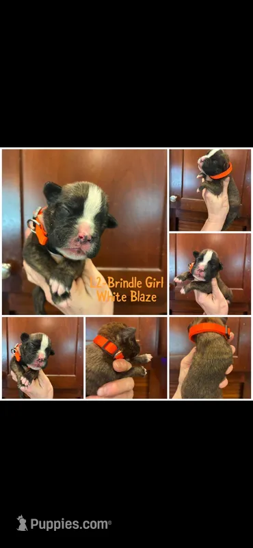 Orange, a female Boxer for sale in Clifton Park, NY – 1 of 1