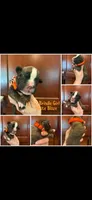 Orange, a female Boxer for sale in Clifton Park, NY – 1 of 1
