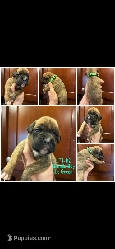 Lime Green – Boxer puppy for sale in Clifton Park, NY