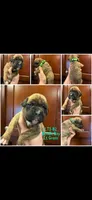 Lime Green, a male Boxer for sale in Clifton Park, NY – 1 of 1