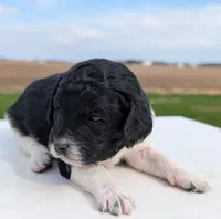 Sasha, a female Labradoodle for sale in Archbold, OH – Photo 7 of 10