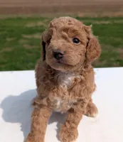 Charlie, a male Miniature Labradoodle for sale in Archbold, OH – Photo 4 of 8