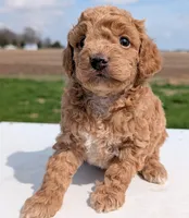 Charlie, a male Miniature Labradoodle for sale in Archbold, OH – Photo 7 of 8
