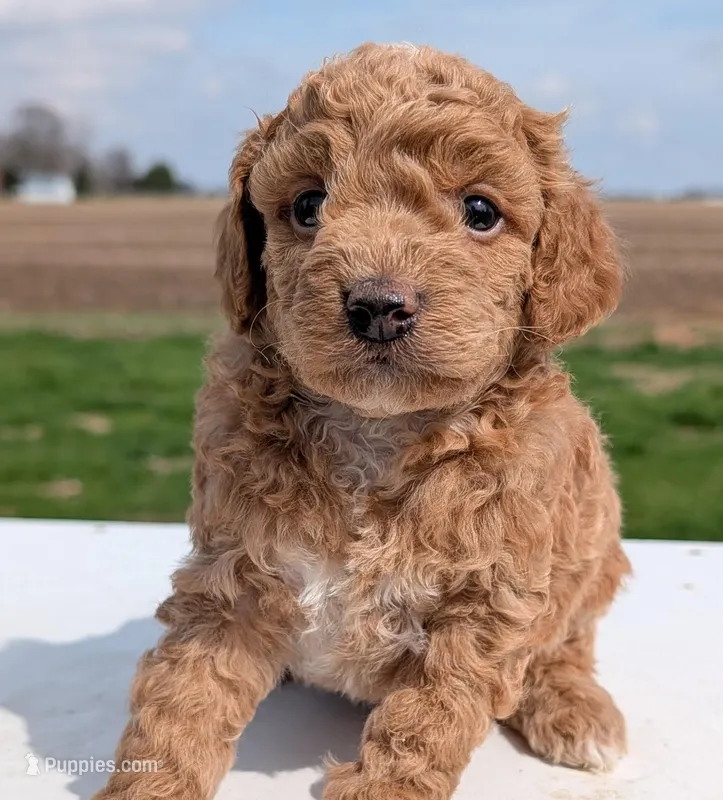 Charlie – Miniature Labradoodle puppy for sale in Archbold, OH