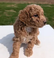 Charlie, a male Miniature Labradoodle for sale in Archbold, OH – Photo 5 of 8