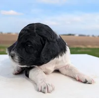 Sasha, a female Labradoodle for sale in Archbold, OH – Photo 10 of 10