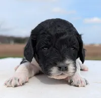 Sasha, a female Labradoodle for sale in Archbold, OH – Photo 9 of 10