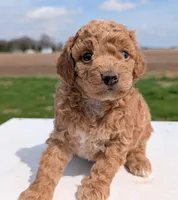 Charlie, a male Miniature Labradoodle for sale in Archbold, OH – Photo 6 of 8