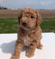 Charlie, a male Miniature Labradoodle for sale in Archbold, OH – Photo 2 of 8