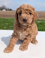 Charlie, a male Miniature Labradoodle for sale in Archbold, OH – Photo 8 of 8