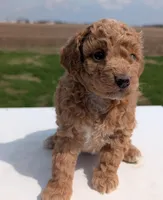 Charlie, a male Miniature Labradoodle for sale in Archbold, OH – Photo 3 of 8