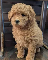 Molly, a female Labradoodle for sale in Archbold, OH – Photo 7 of 10