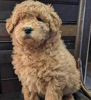 Molly, a female Labradoodle for sale in Archbold, OH – Photo 3 of 10