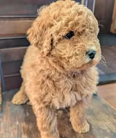 Molly, a female Labradoodle for sale in Archbold, OH – Photo 5 of 10