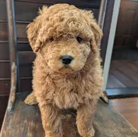 Molly, a female Labradoodle for sale in Archbold, OH – Photo 10 of 10